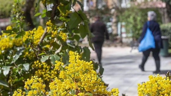 El nivel de alergia en Extremadura será el más alto del país
