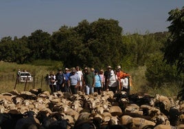 Recorrido Trashumante