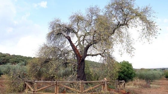 Estado actual del Almendro
