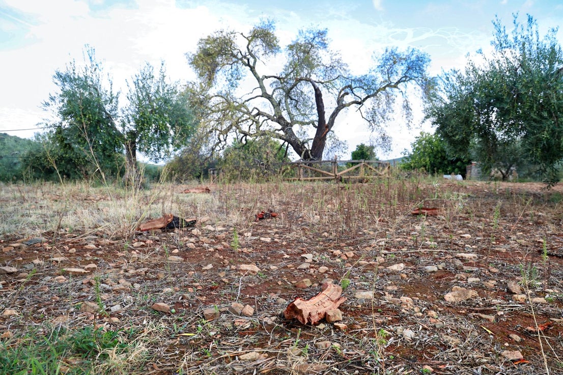 Almendro Real tras el impacto del rayo