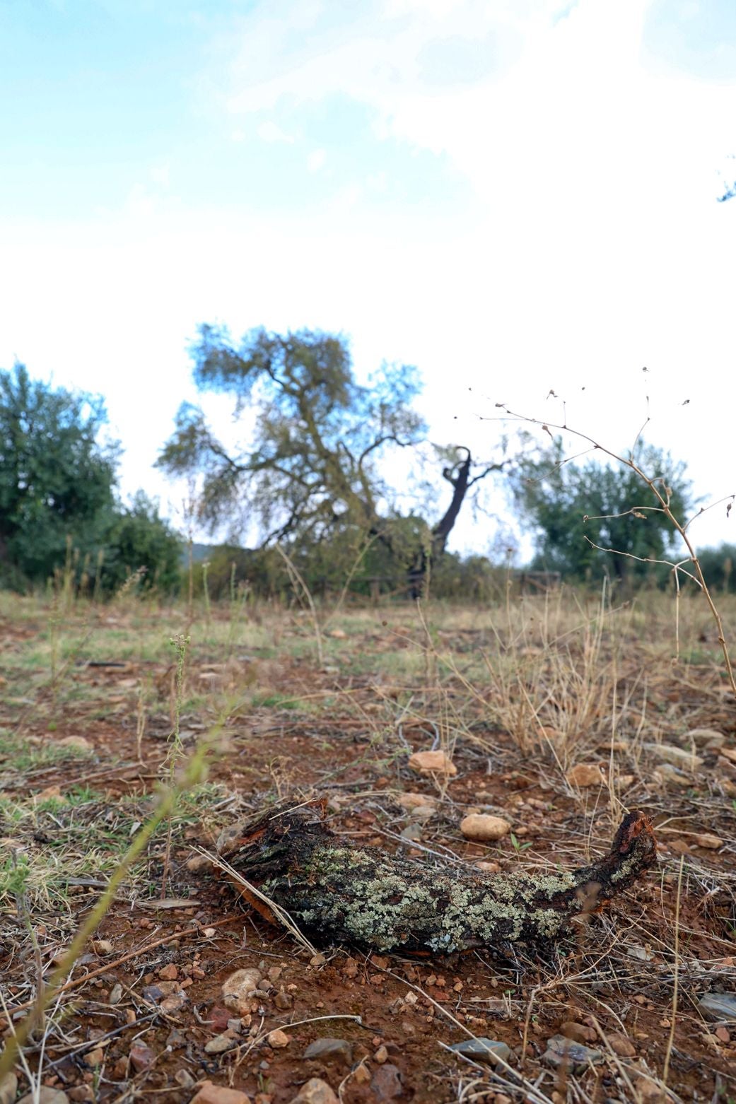 Almendro Real tras el impacto del rayo