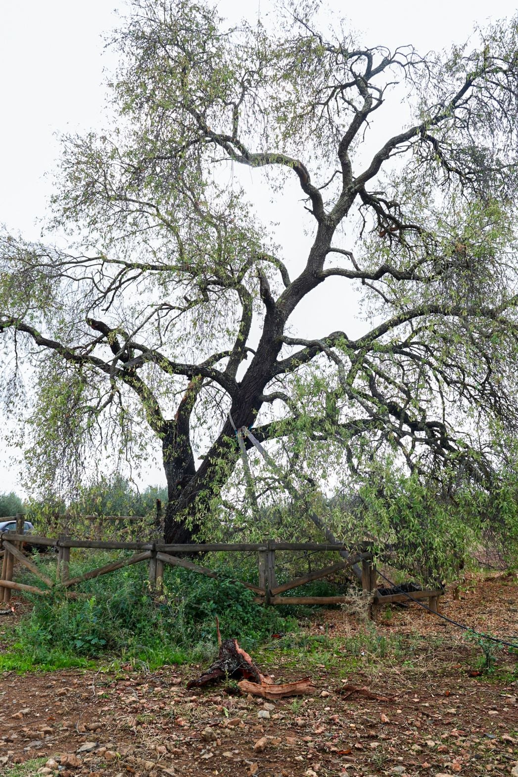 Almendro Real tras el impacto del rayo
