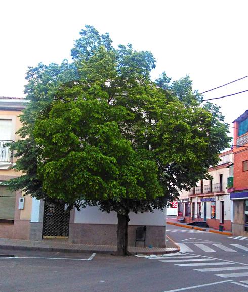 Tilero del Llano Lagar