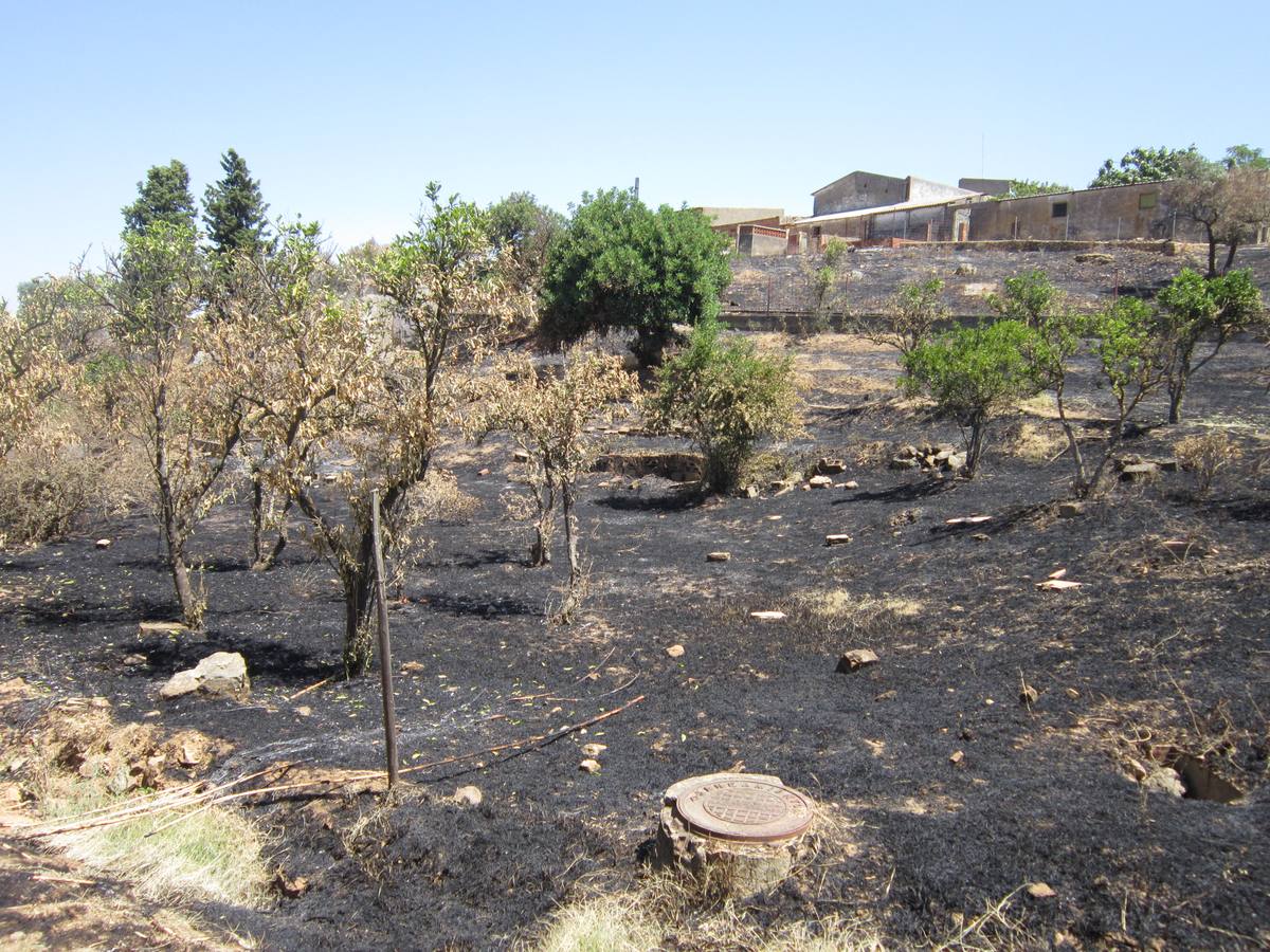 Naranjos quemados por el incendio
