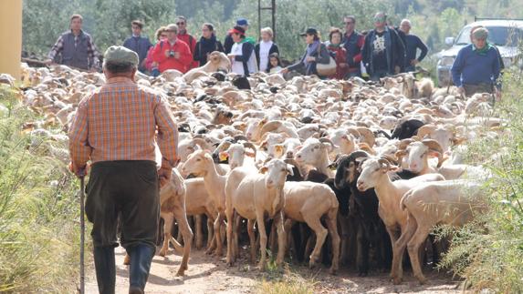 Edición del año pasado de la Trashumancia