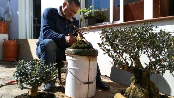 José Luis Toscano preparando un bonsái