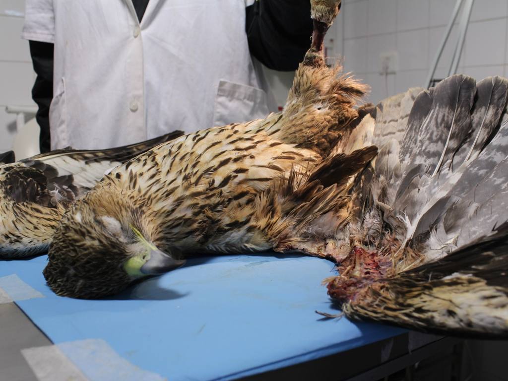 Juvenil de Águila perdicera fallecida en el hospital de AMUS. Nótese la necrosis en la pata y en ala debido a la descarga eléctrica