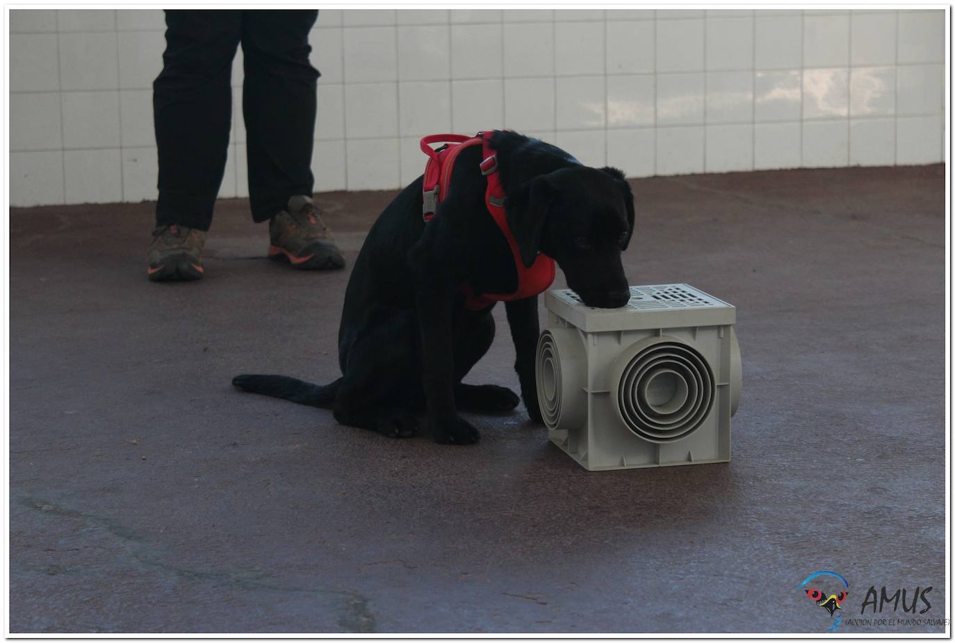 Musa marcando un dispositivo de trabajo