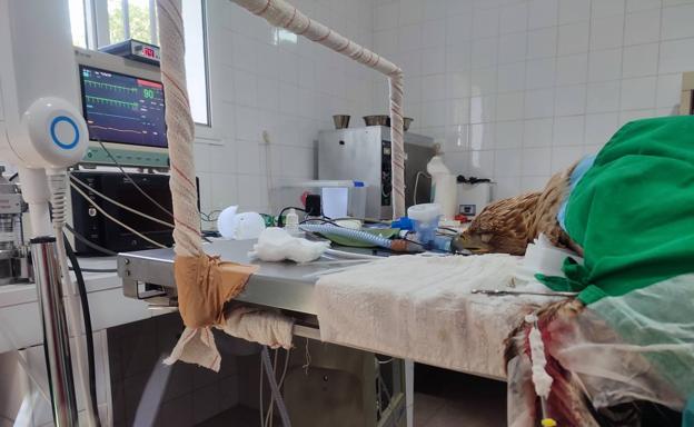 El ejemplar aún dormido tras una cirugía realizada en una de sus alas