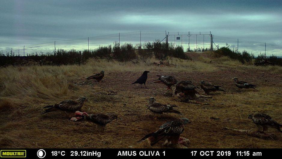 AMUS, dispone de una red de puntos de alimentación dirigido a necrófagas amenazadas entre las que se encuentra el milano real. 