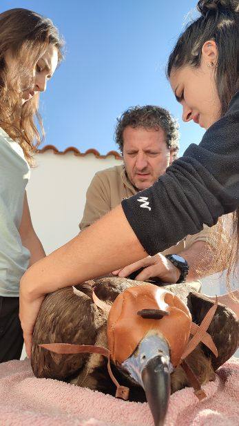 Etón el buitre negro, en el momento previo a su liberación durante la colocación del emisor Gps. 