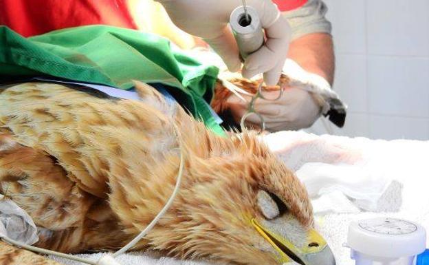 «Orel» es la cuarta Águila imperial recuperada y liberada desde AMUS. Sus emisores