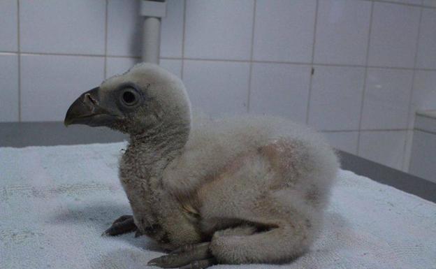 Pollo de Buitre leonado criado por una nodriza en AMUS. Ha sido liberado en la isla deCerdeña, en un proyecto de reintroducción. 
