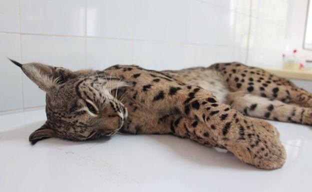 El hospital de AMUS forma parte del grupo «Amenazas fauna» siendo un actor