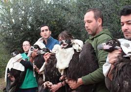 Extremadura, en el epicentro de la conservación de los buitres