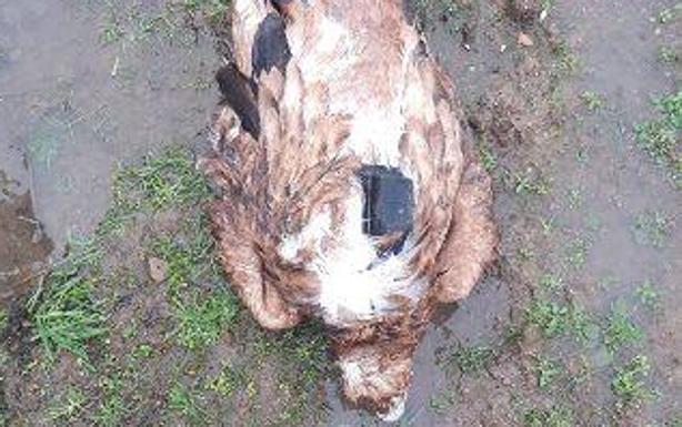 Orel, el águila imperial que sobrevivió a más de 40 perdigonazos, muere electrocutada