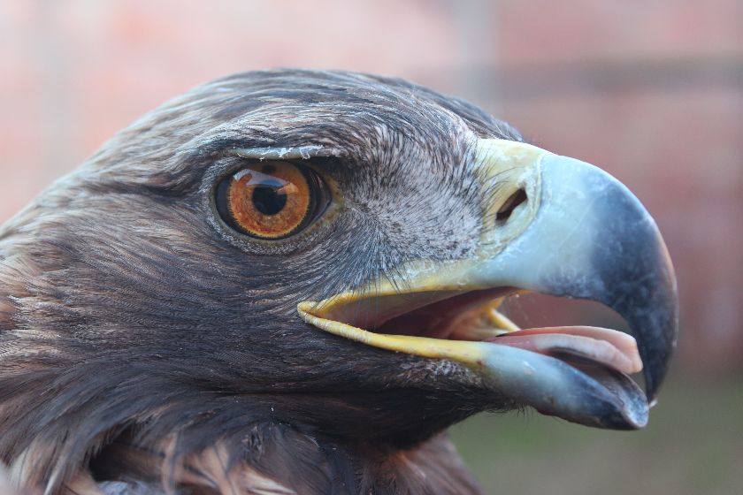 El problema que tanto costó diagnosticar estaba precisamente en la cabeza originado este por un traumatismo. 