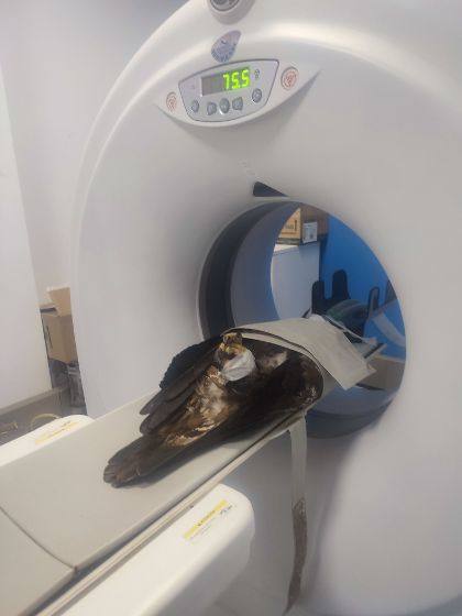 TAC para poder analizar todas las estructuras de la cabeza. 