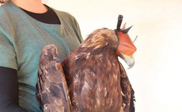 El SEPRONA de la Guardia Civil de Badajoz liberará un Águila real recuperada en AMUS