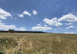 El Ayuntamiento solicita la limpieza de solares privados aledaños al casco urbano