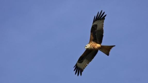 Ejemplar de milano real. 