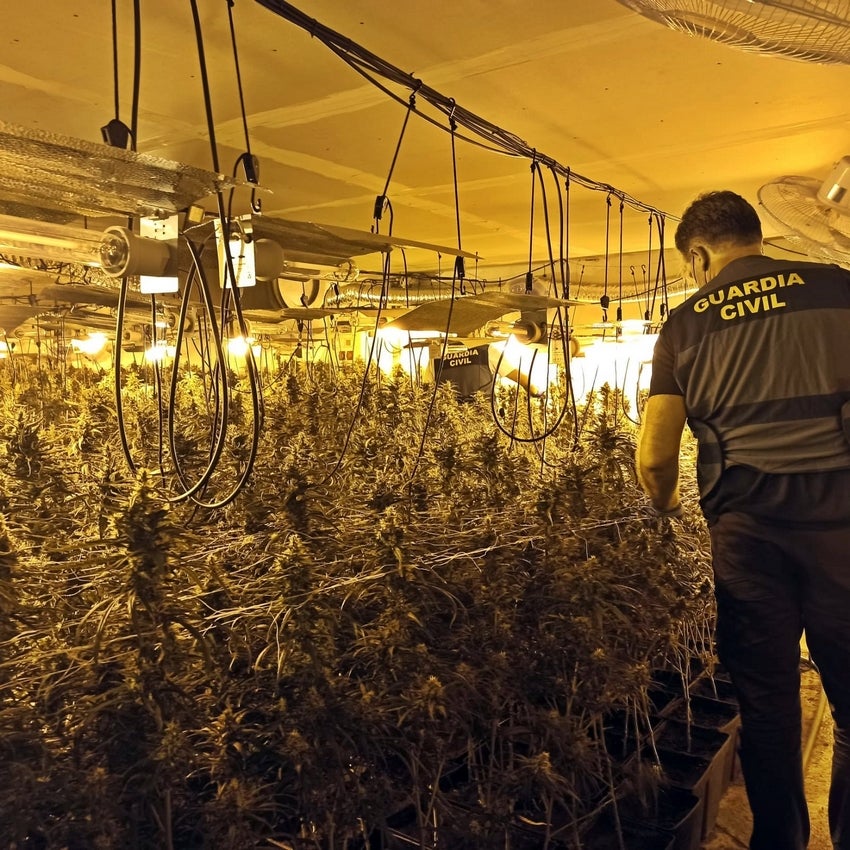 La Guardia Civil de Villanueva desmantela una plantación de marihuana en Orellana de la Sierra
