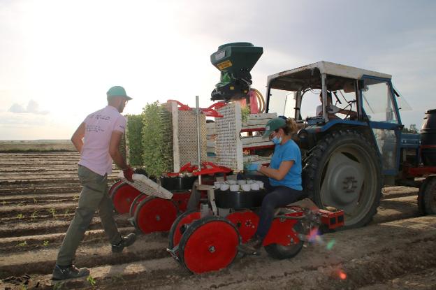 Plantando tomates en una explotación de la comarca. 