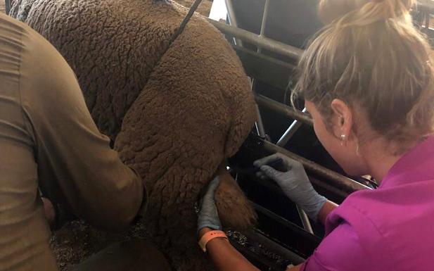 Beatriz López realiza una ecografía testicular a un macho. 