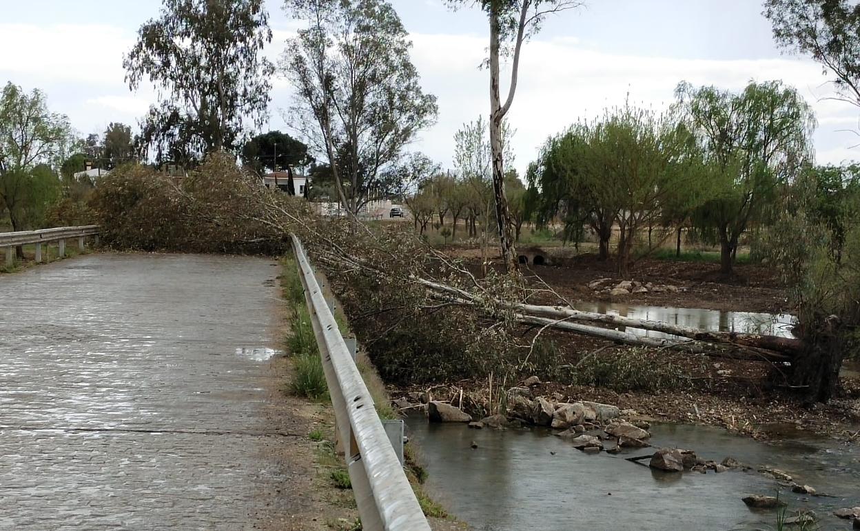 La caída de un árbol sobre el badén del Zújar corta el paso entre Villanueva y Entrerríos