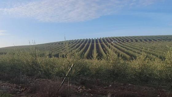 La vigilancia se extrema en la campaña de aceituna
