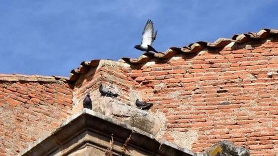 El Ayuntamiento busca controlar la población de palomas