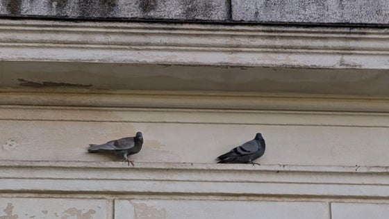 Nuevas técnicas para luchar contra palomas y estorninos