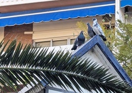 El sistema de jaulas consigue retirar unas 800 palomas