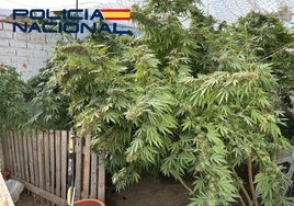 La Policía Nacional desmantela una plantación de marihuana en un patio