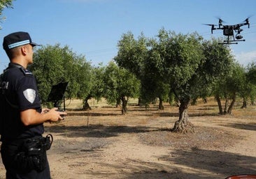 Más dispositivos para asegurar la campaña de aceituna