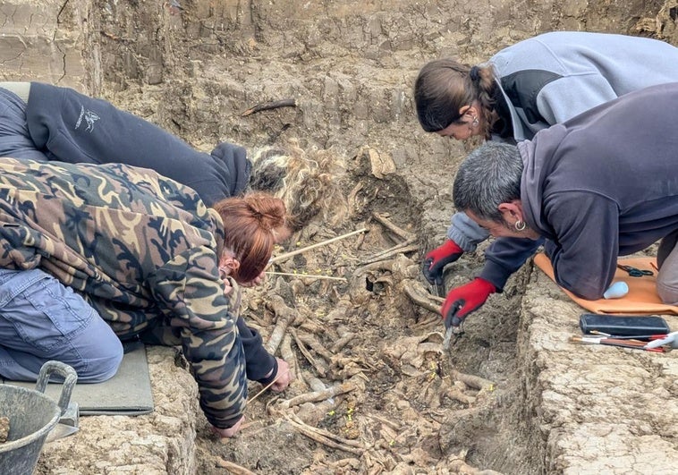 Trabajos este jueves en la fosa clandestina del cementerio municipal.