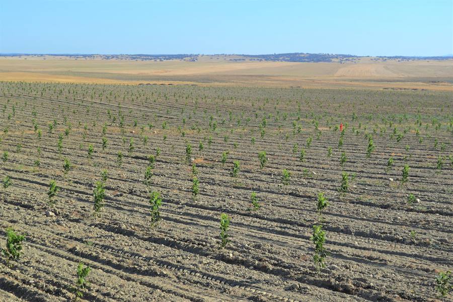 La plantación de nogales en sus inicios.