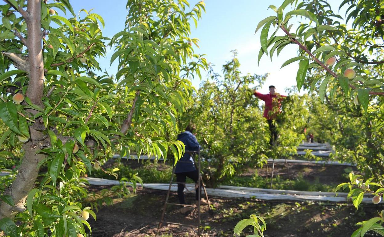 Trabajadoras en los frutales del regadío.