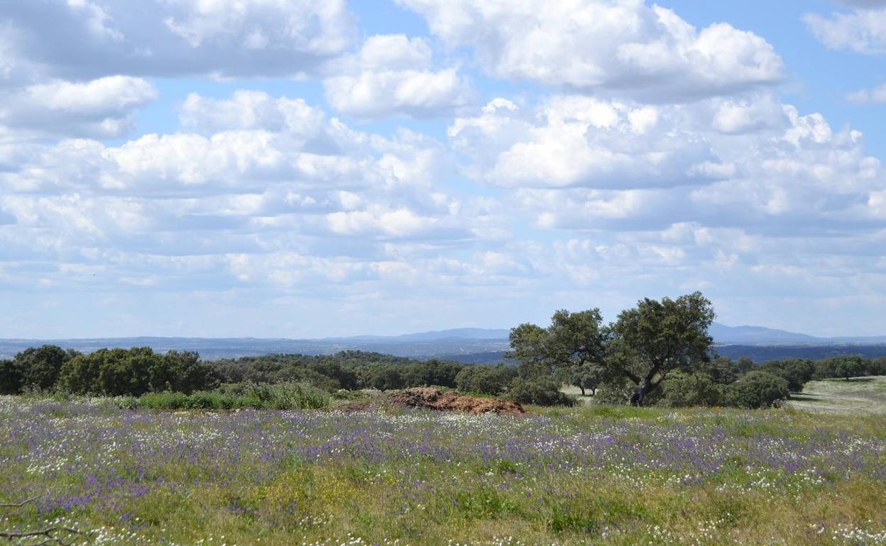 Dehesa de VIllanueva del Fresno.