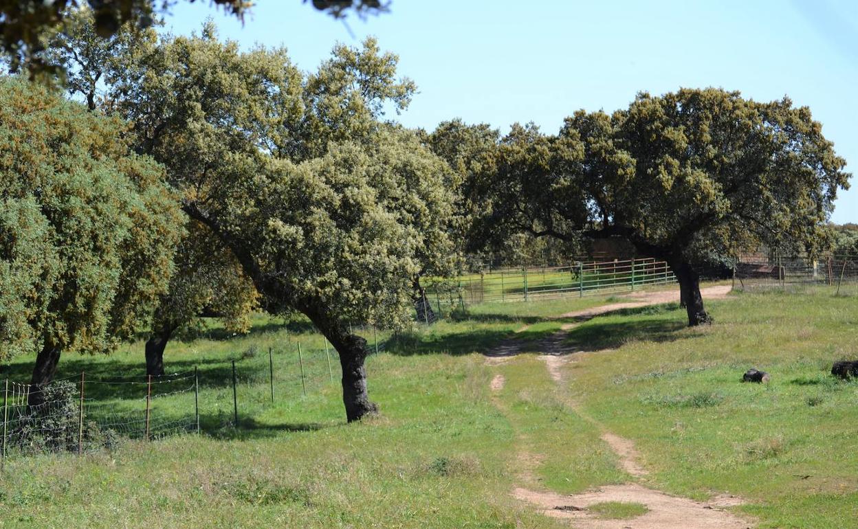 Campo villanovense.