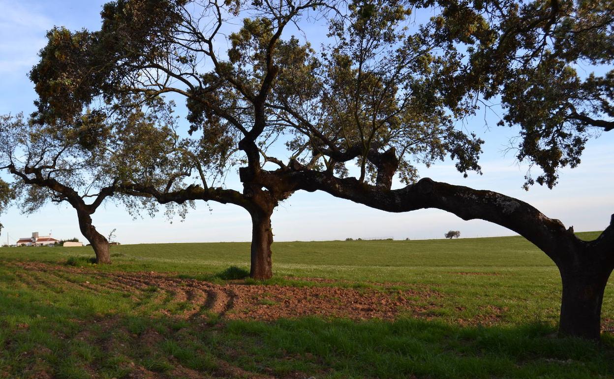 Campo de Villanueva del Fresno.