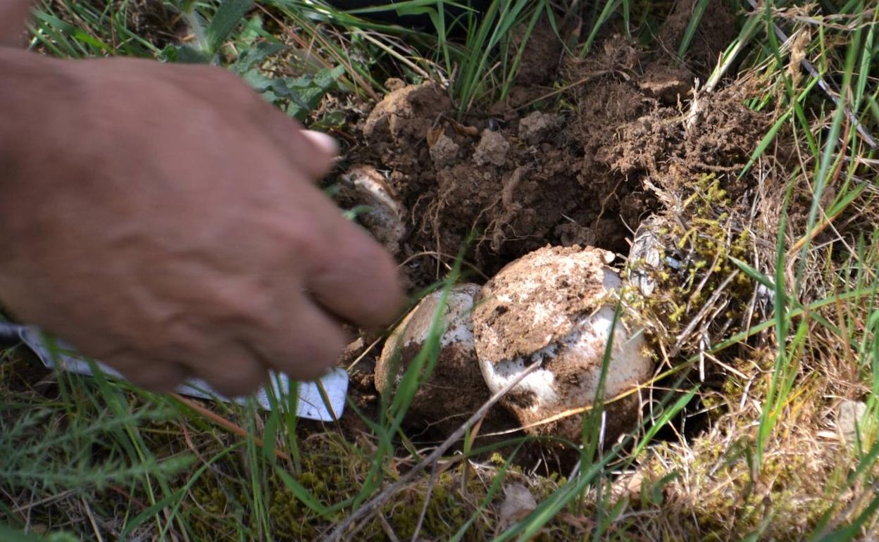 Recogida de un gurumelo en Villanueva del Fresno.