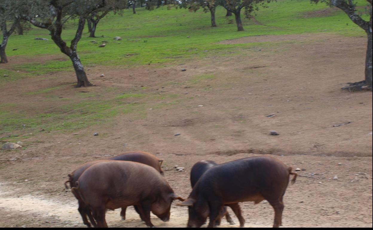 Piara villanovense. 
