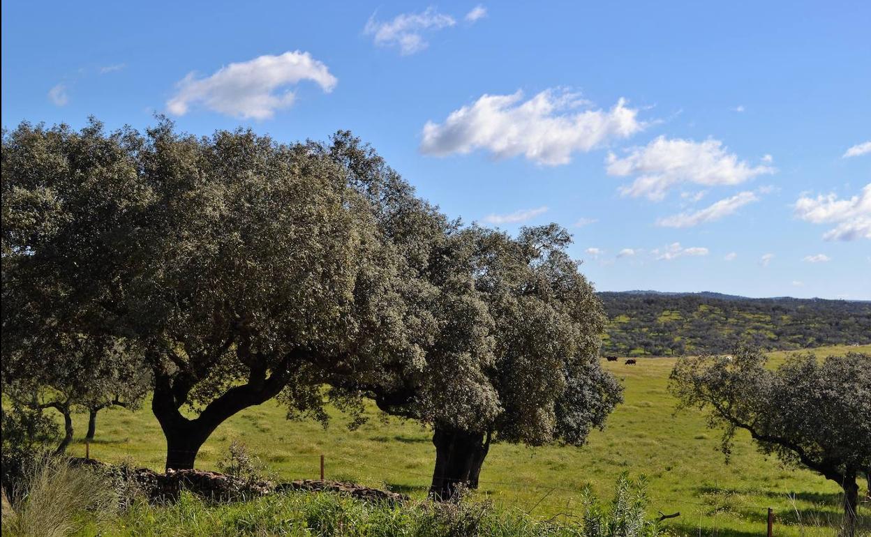 Dehesa villanovense.