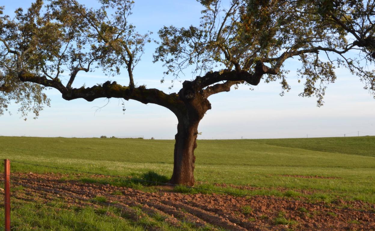 Campo labrado villanovense.