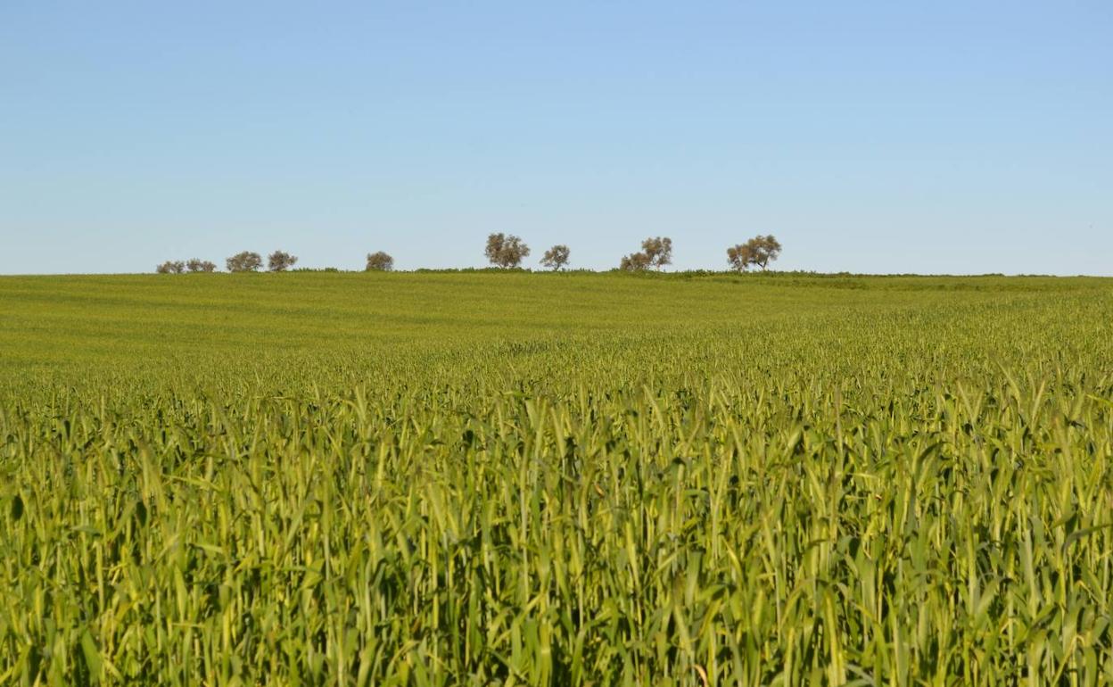 La Junta destina más de 3 millones para luchar contra el nematodo y otras plagas en cultivos