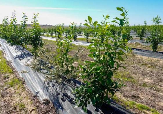 Avanzan los trabajos de instalación de la mayor fábrica de aceites esenciales de Europa