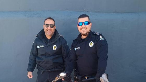 La Policía Local rescató una grulla que fue derivada al Hospital de AMUS
