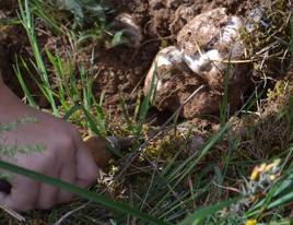 Extracción de un gurumelo en el campo.