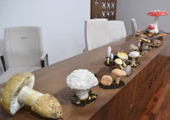 La Diputación de Badajoz saca a licitación el proyecto del montaje del 'Museo micológico' local
